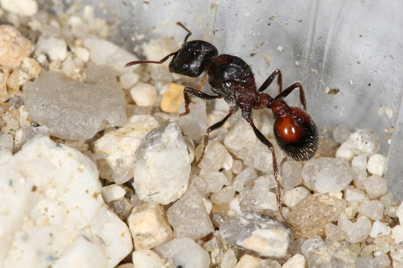 Pogonomyrmex rugosus