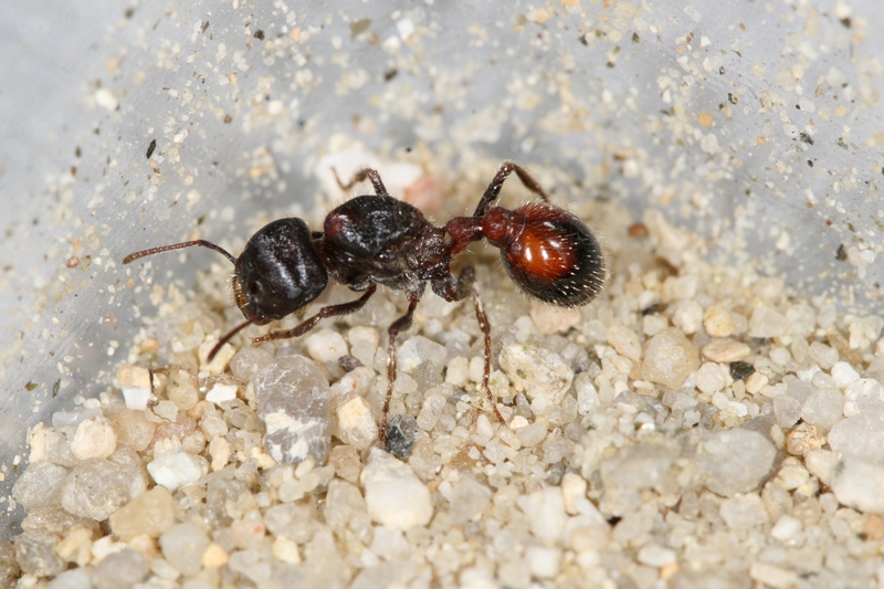 Pogonomyrmex rugosus
