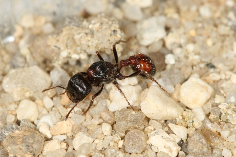 Pogonomyrmex rugosus