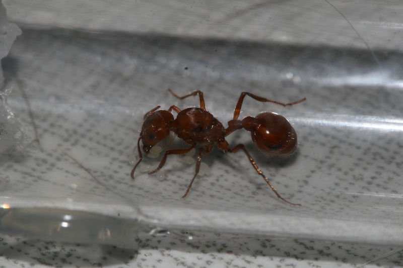 Pogonomyrmex texanus