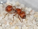 Pogonomyrmex barbatus