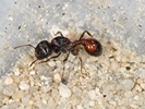 Pogonomyrmex rugosus