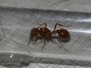Pogonomyrmex texanus
