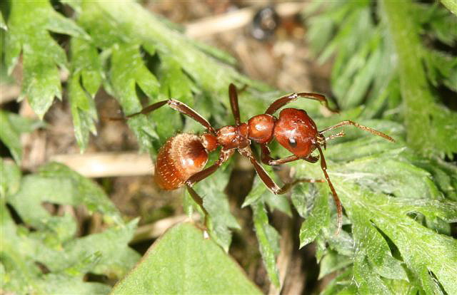 Polyergus rufescens