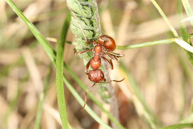 Polyergus rufescens