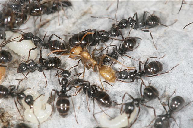 Polyergus rufescens