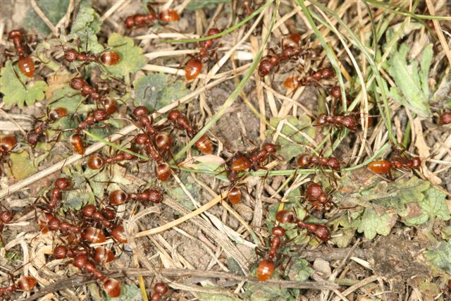 Polyergus rufescens