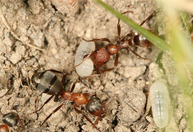 Polyergus rufescens