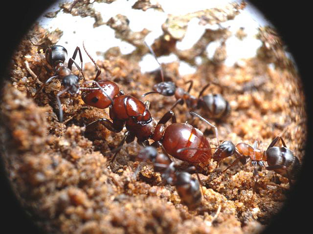 Polyergus rufescens