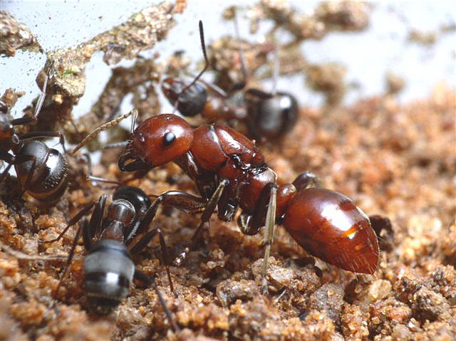 Polyergus rufescens