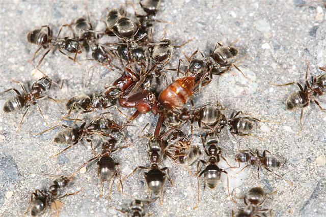 Polyergus rufescens