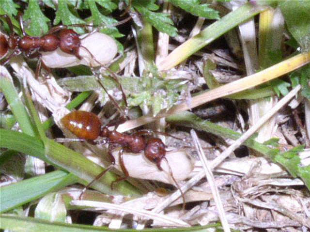 Polyergus rufescens