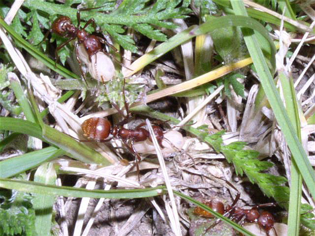 Polyergus rufescens