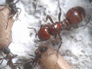 Polergus rufescens