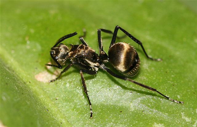 Polyrhachis sp.(Thajsko)