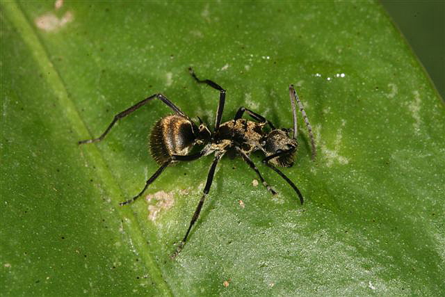 Polyrhachis sp.(Thajsko)