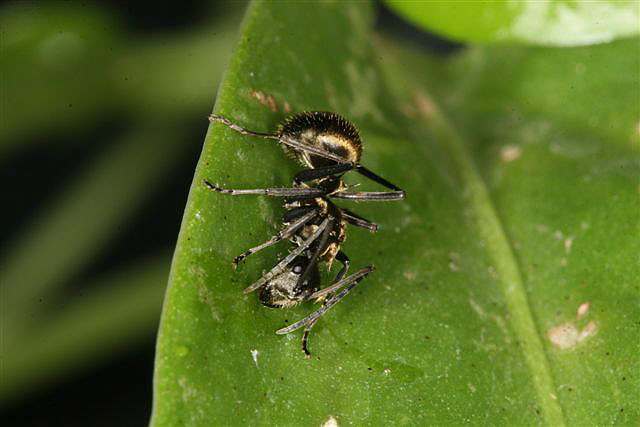 Polyrhachis sp.(Thajsko)