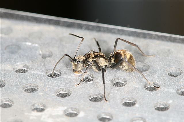 Polyrhachis sp.(Thajsko)