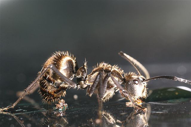 Polyrhachis sp.(Thajsko)