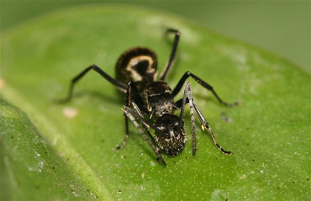 Polyrhachis sp.(Thajsko)