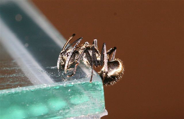 Polyrhachis sp.(Thajsko)