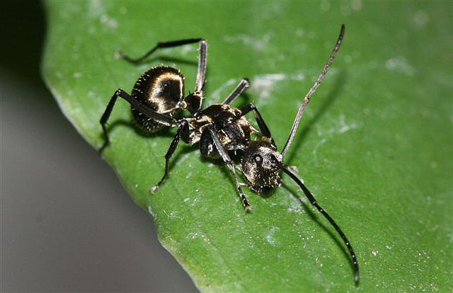 Polyrhachis sp.(Thajsko)