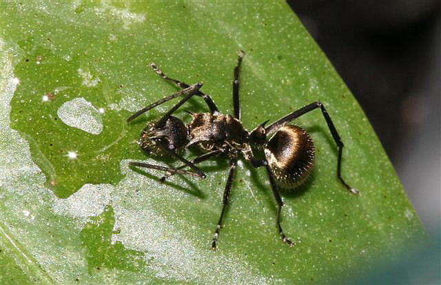 Polyrhachis sp.(Thajsko)