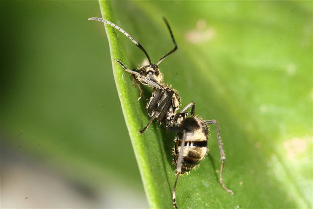 Polyrhachis sp.(Thajsko)