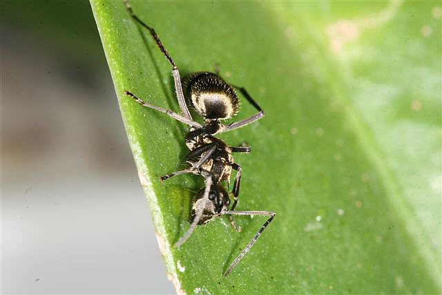 Polyrhachis sp.(Thajsko)