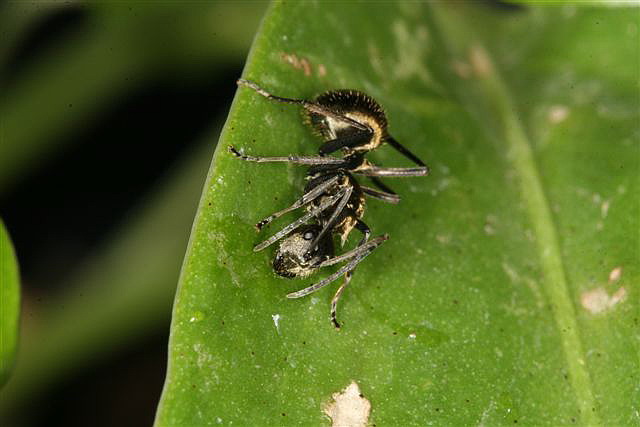 Polyrhachis sp.(Thajsko)