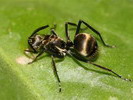 Polyrhachis sp.(Thajsko)