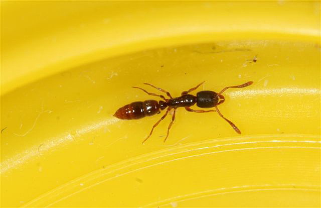 Ponera coarctata