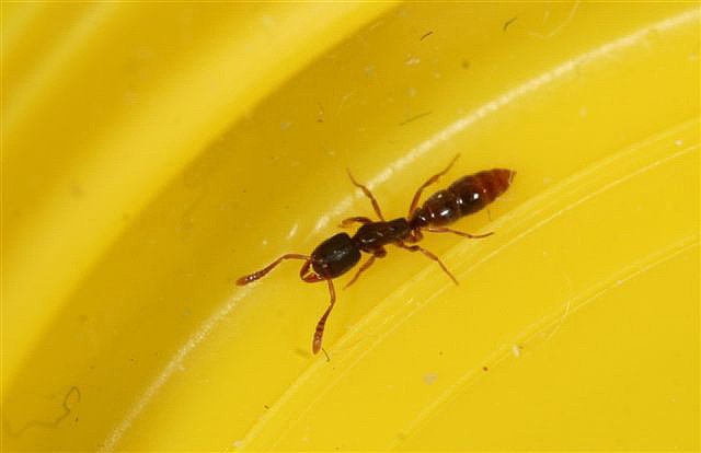 Ponera coarctata