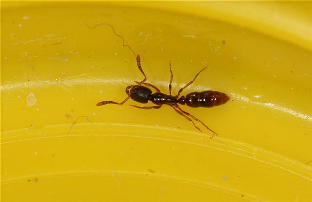 Ponera coarctata