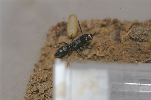 Ponerinae sp.(Thajsko)