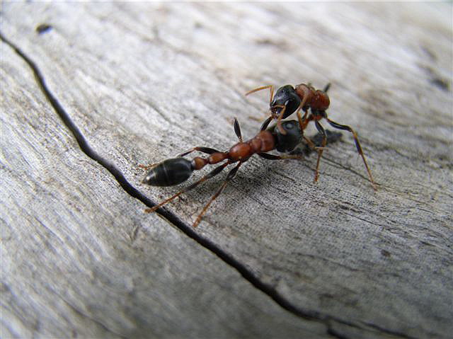 Ponerinae sp.(Thajsko)