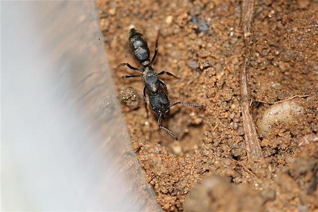 Ponerinae sp.(Thajsko)