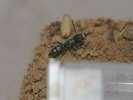 Ponerinae sp.(Thajsko)