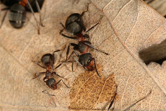 Formica pratensis