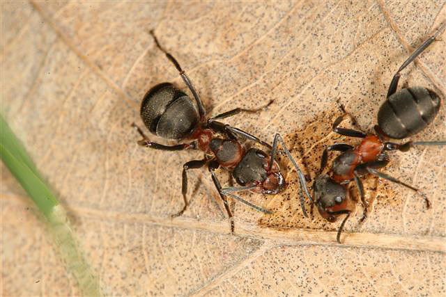 Formica pratensis