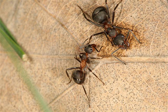 Formica pratensis