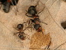 Formica pratensis