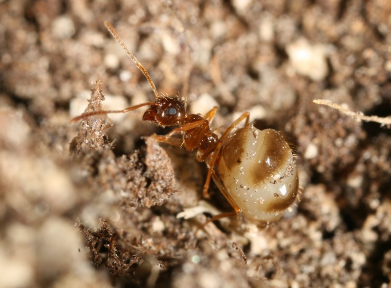 Prenolepis nitens