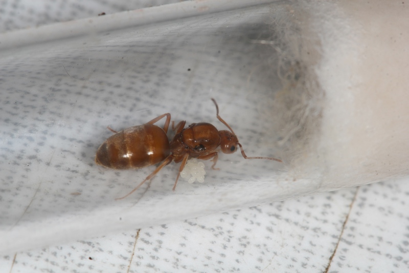 Prenolepis nitens