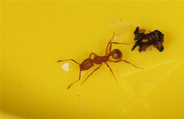 Proatta sp.(Indonzie)