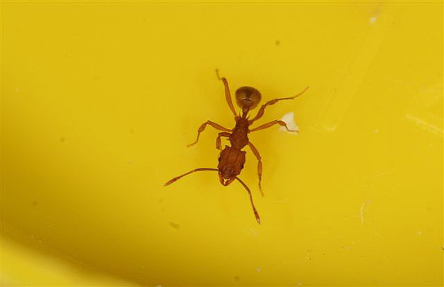 Proatta sp.(Indonzie)