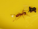 Proatta sp.(Indonzie)