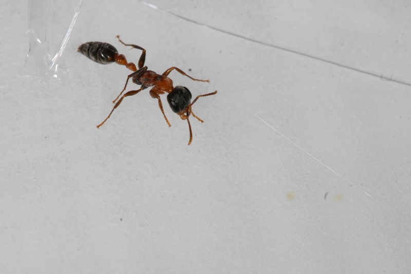 Pseudomyrmex gracilis