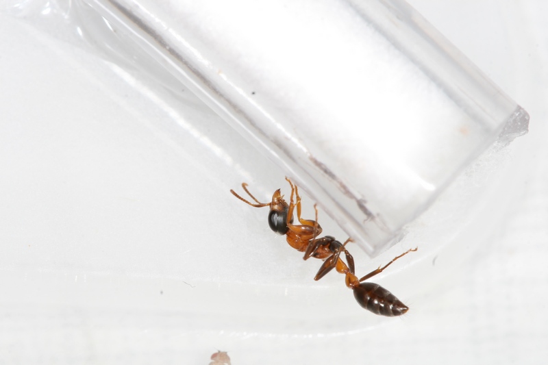 Pseudomyrmex gracilis