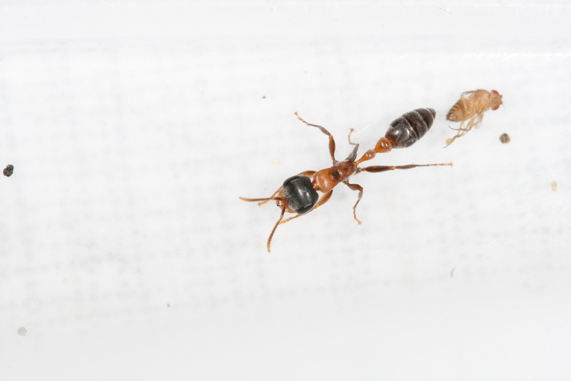 Pseudomyrmex gracilis